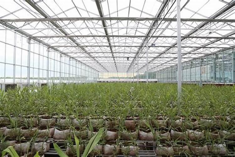 芸苔素能解药害吗