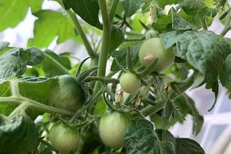 碗豆尖适合施什么肥料