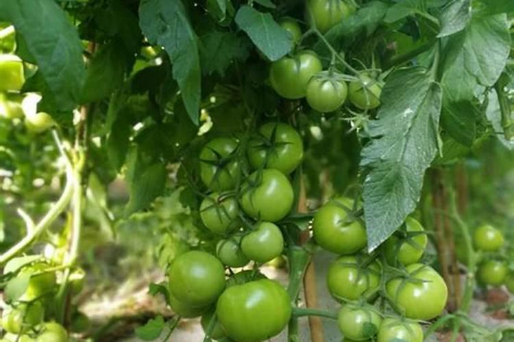 西红柿上啥肥料膨果快
