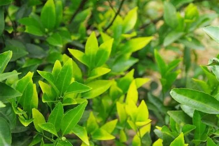 四川适合种植50种果树,四川可以种的果树品种有哪些