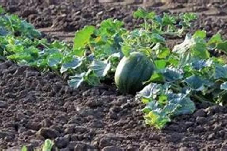 黄瓜的三个最佳肥料