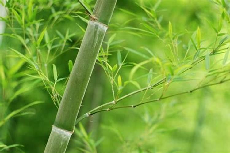 长寿花施什么肥好,长寿花施氮磷钾肥料最好