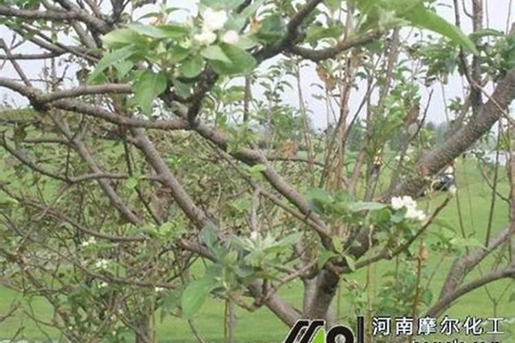 摇钱树刚喷了多菌灵能否马上施肥