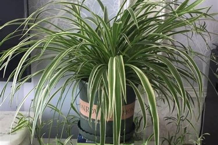 彩叶芋的养殖方法