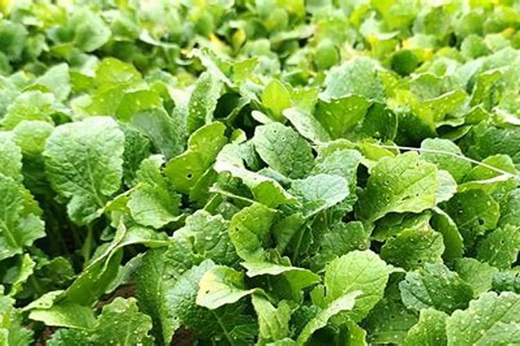 如何描述潍坊老龙湾的景致？