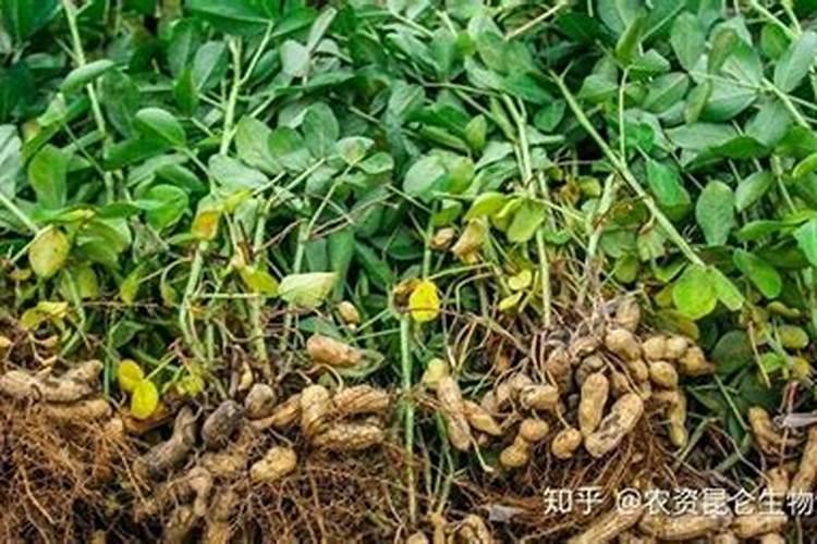 花生施硼肥的最佳时期