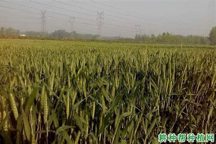 在不同水分条件下施用氮肥对小麦品质有什么作用？