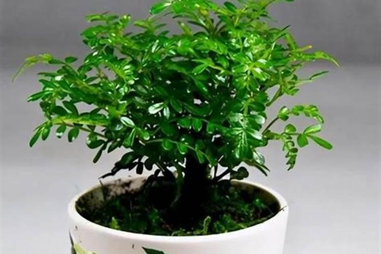 有机肥种花什么牌子好