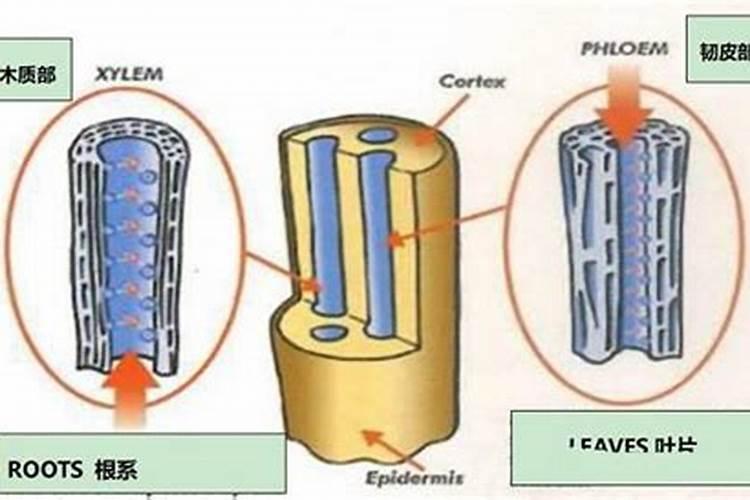 让辣椒高产的追肥建议,种辣椒用叶面肥哪个好