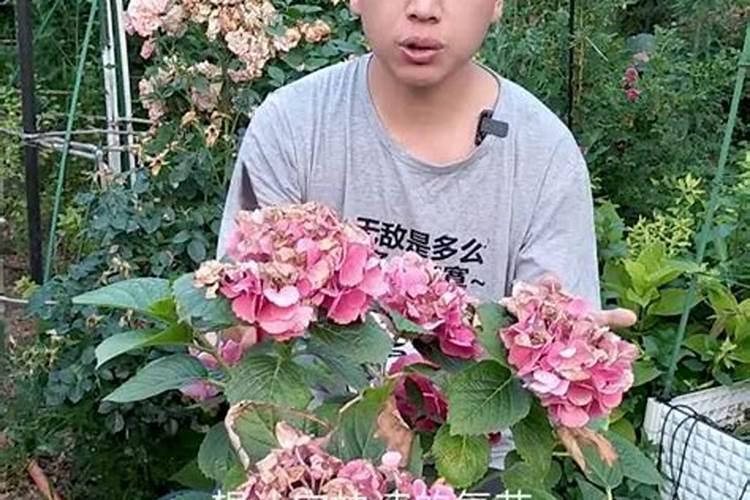 绣球花开败后怎么处理