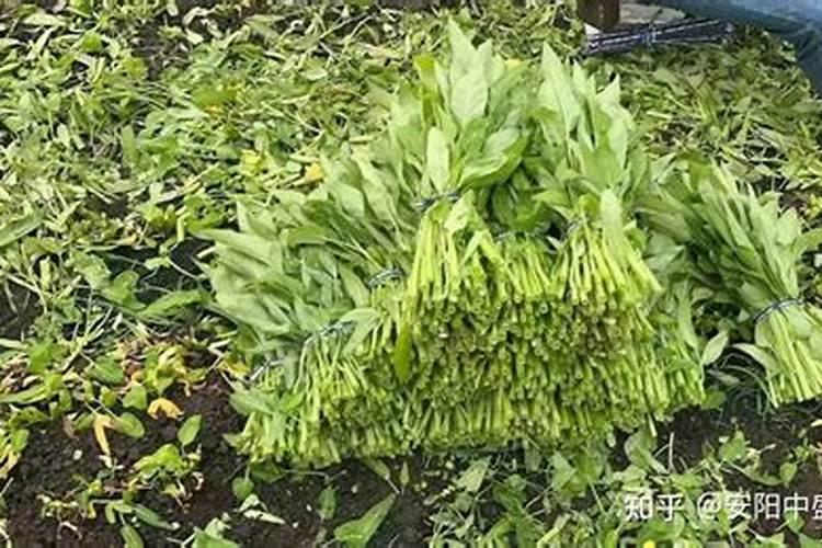 空心菜旱种应该怎么施肥,施什么肥