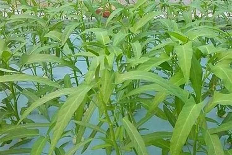如何种植空心菜空心菜怕硫酸二氢钾吗？