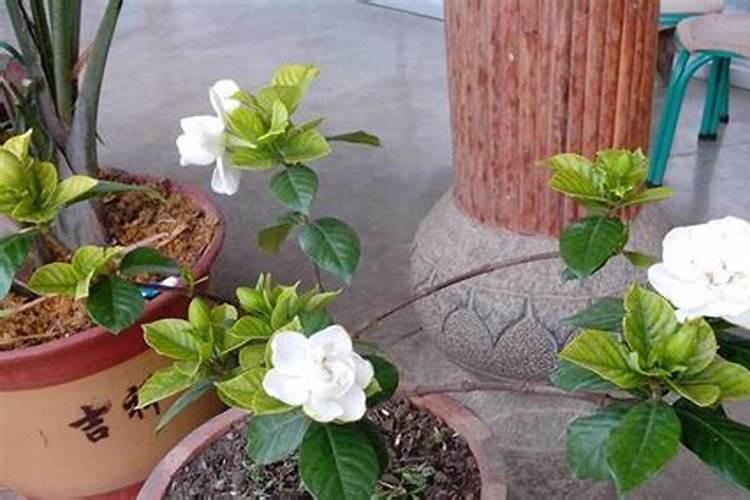 栀子花上什么肥料可以促开花