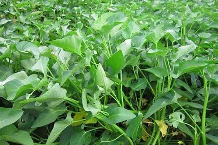 水上怎样种植空心菜？