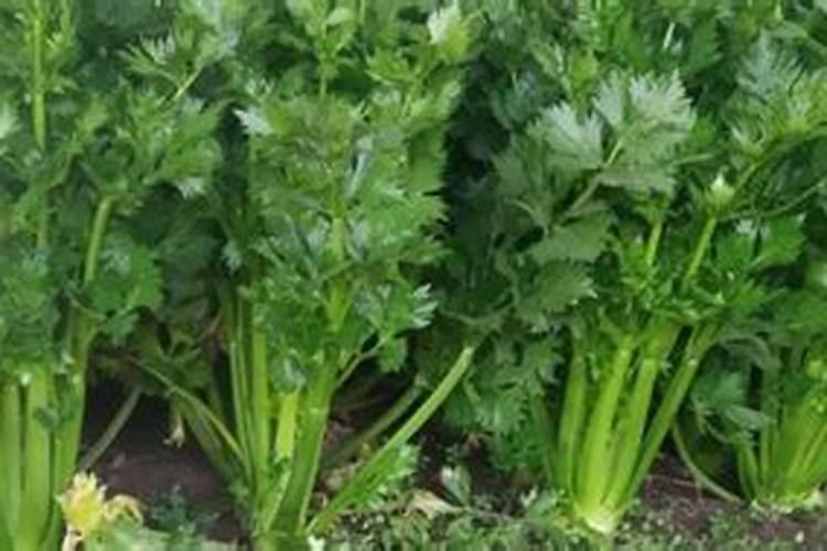 桃树秋施基肥开沟好还是不开沟好