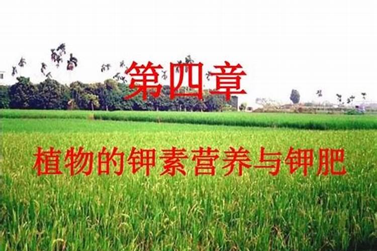 硫酸钾肥料的作用