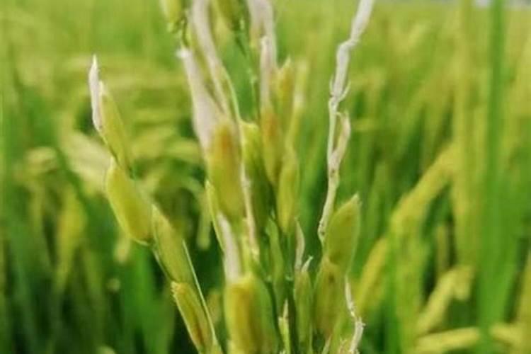 花椒树旱地水溶肥怎么施？