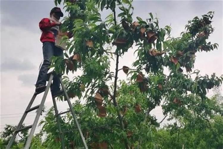 花椒树盆栽养殖方法