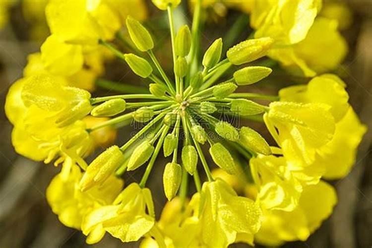 什么时候不能喷芸苔素
