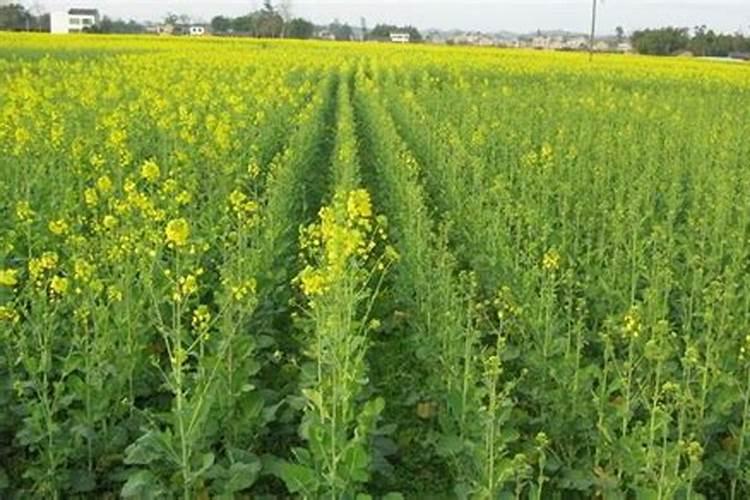 油菜放什么肥料能增产