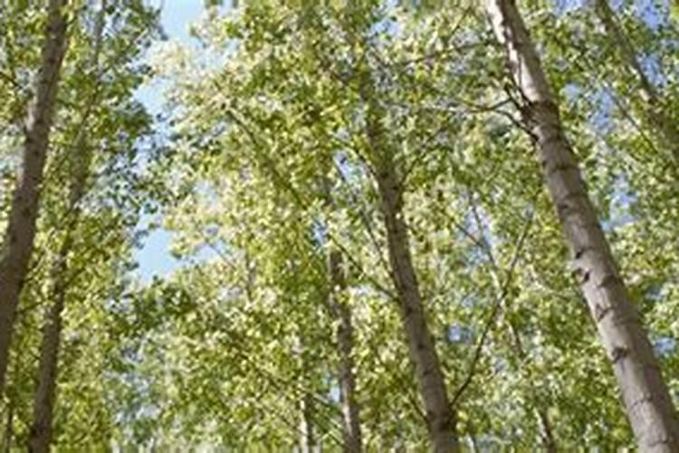 苗木种植一般用什么肥料