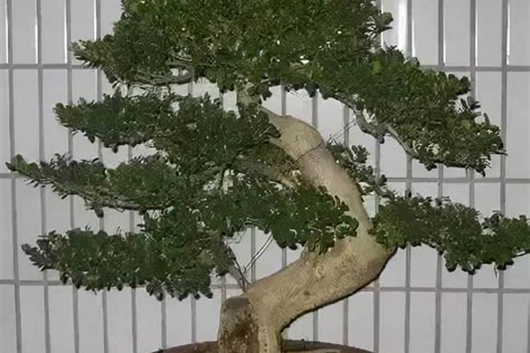 种小麦用什么肥料好