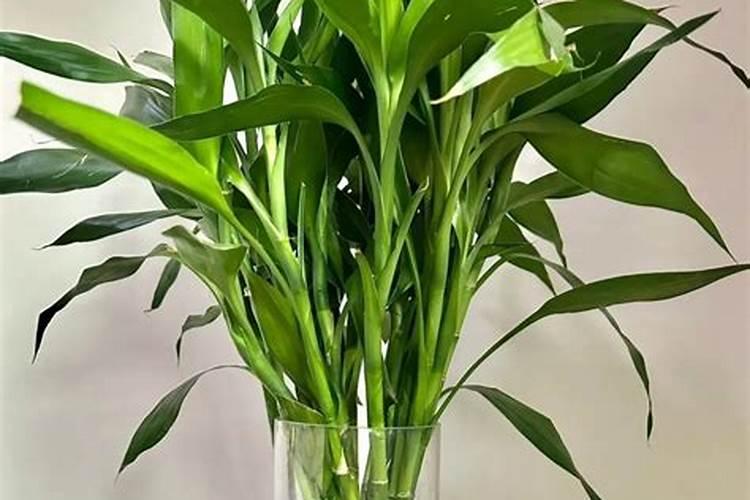 芸苔素内脂用在水稻上一亩用多少合适