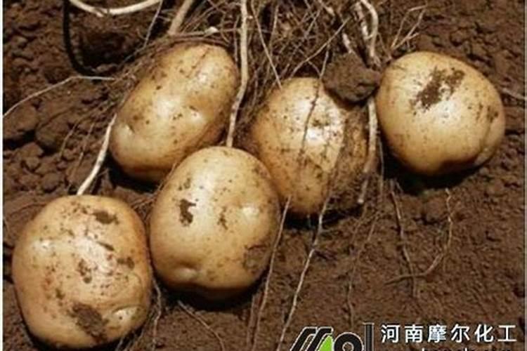 大量元素水溶肥对花卉绿植的用法