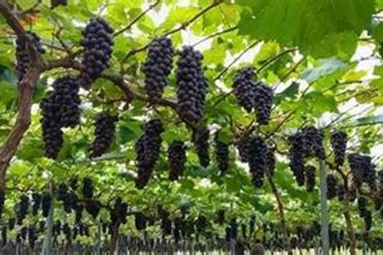 葡萄幼苗使用哪种叶面肥最好