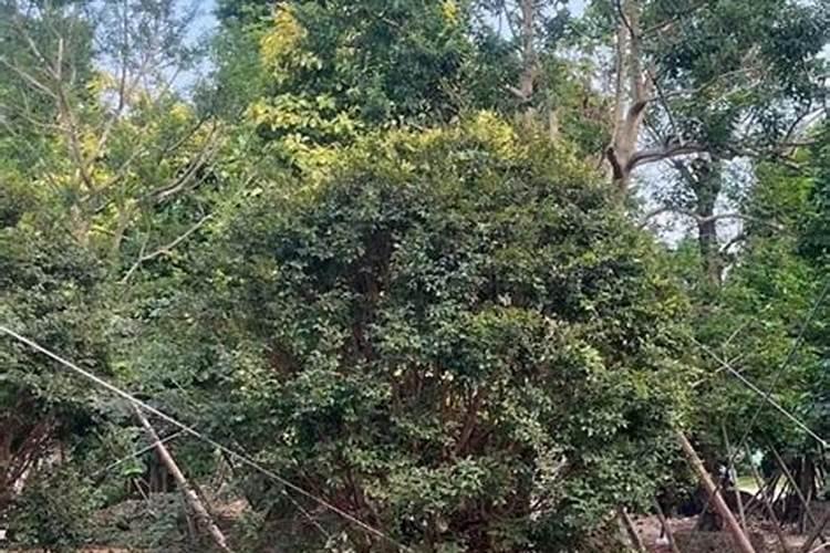 辣椒移栽需要注意什么问题 以利定植后加速缓苗