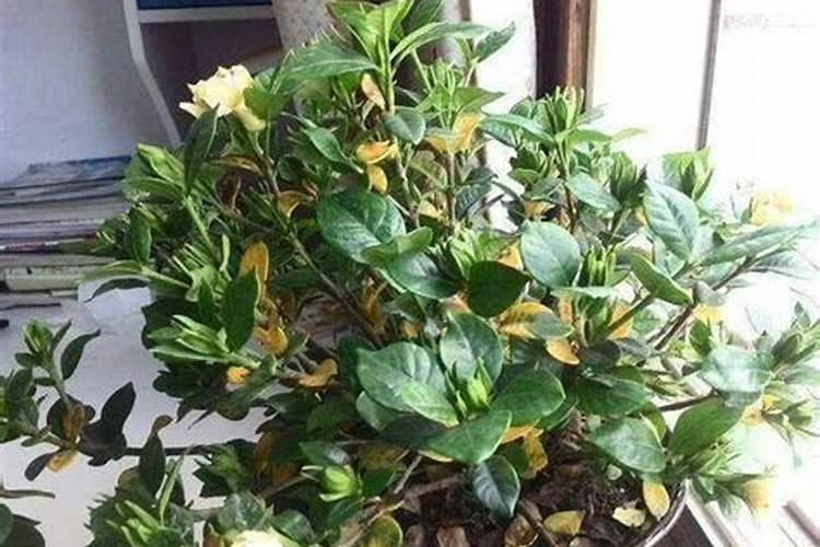 栀子花常见8种问题的解决方法