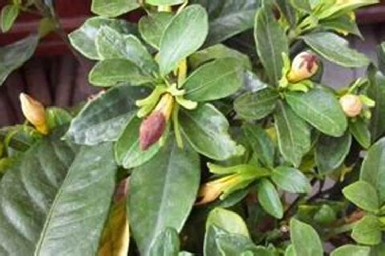 盆栽栀子花怎么施肥 盆栽栀子花缺肥料了怎么办
