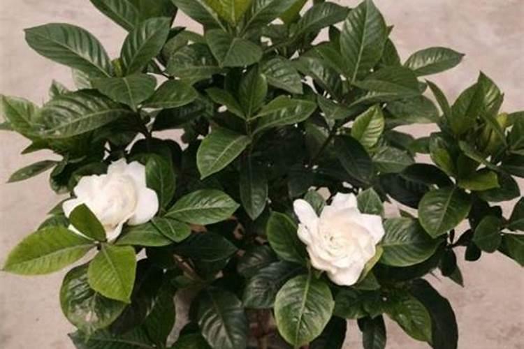 尿素可以用来给栀子花施肥吗