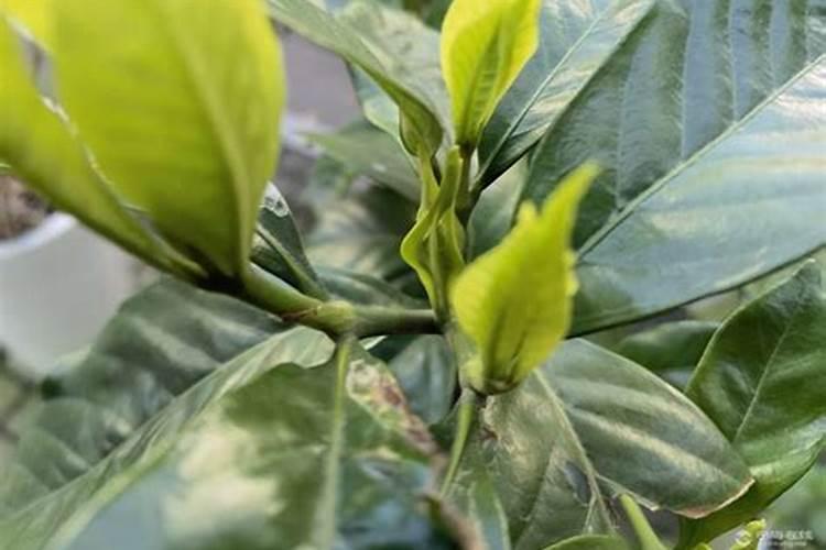 栀子花开的很好什么就不开花