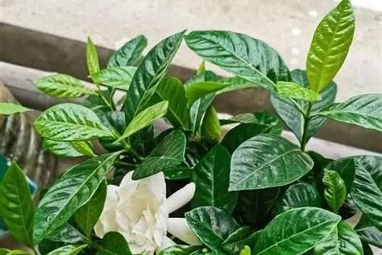 红盐石能被吸收吗