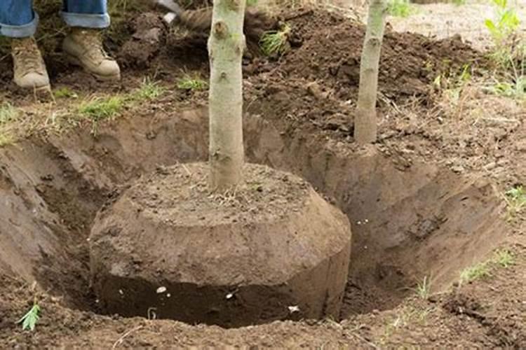 树苗施什么肥料什么时间施肥最好