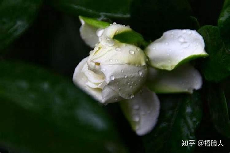 蓟马用什么农药防治