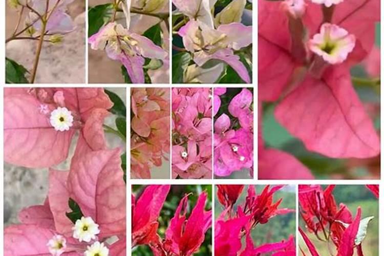 三角梅用什么肥料好