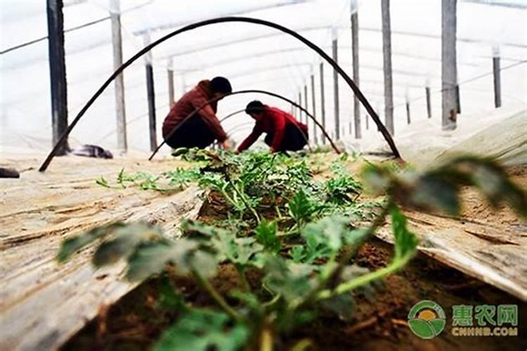 家里刚栽好的仙客来,过几天以后施肥最合适？