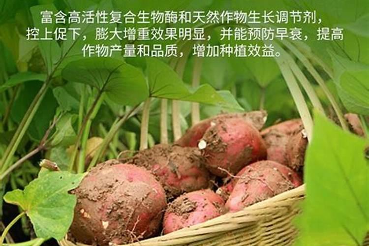 红薯如何种植才能获得高产？