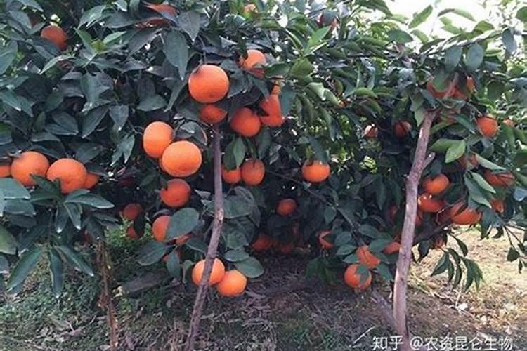 沃柑来年挂果树的施肥方案介绍下可以吗？