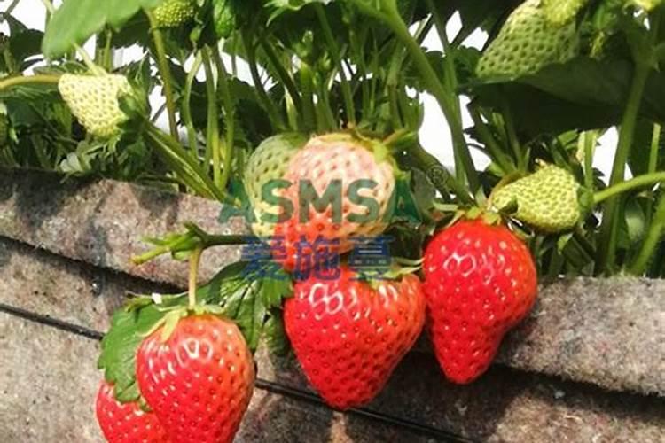 小麦苗弱打什么叶面肥