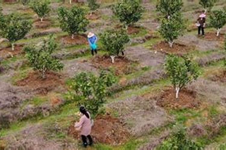 柚子树冬肥什么时候放