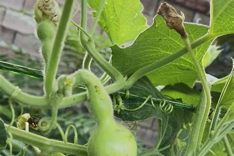 如何给葫芦追肥