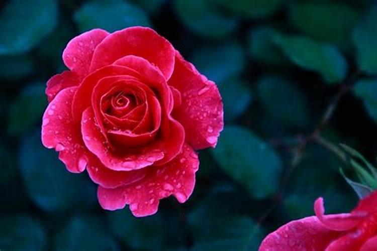 花生麸是什么东西