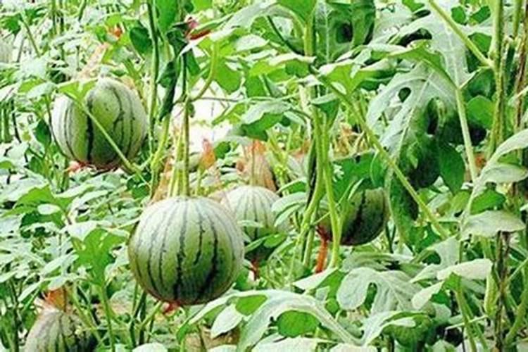 种白菜如何施肥