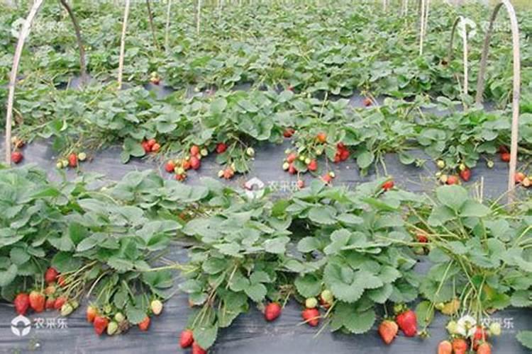 草莓喜肥吗 喜欢施什么肥料