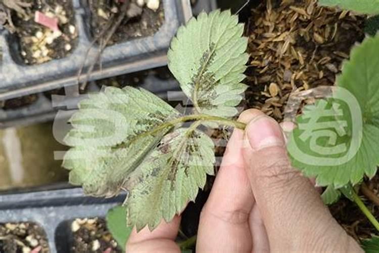 草莓需要氮磷钾肥有什 么作用？