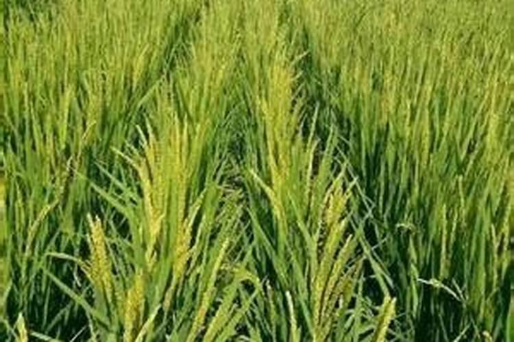 大蒜冲施肥什么样的配方最合理