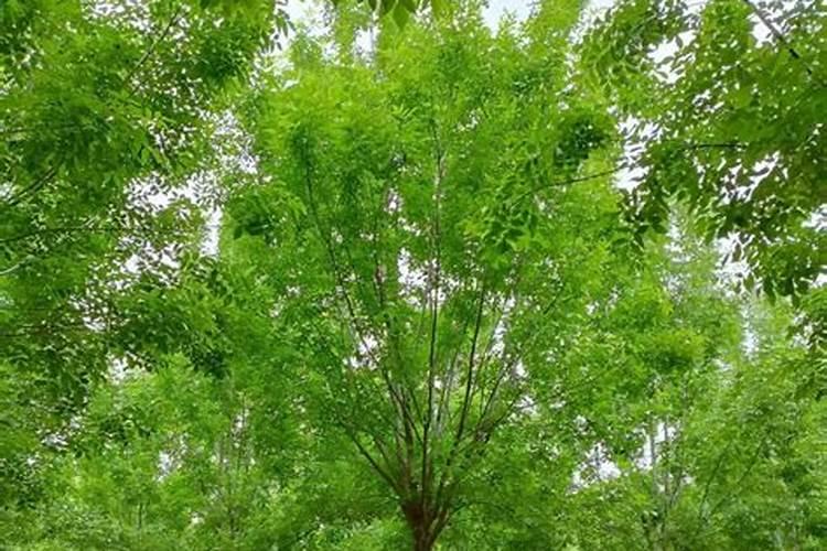 氮肥可以喷叶面吗